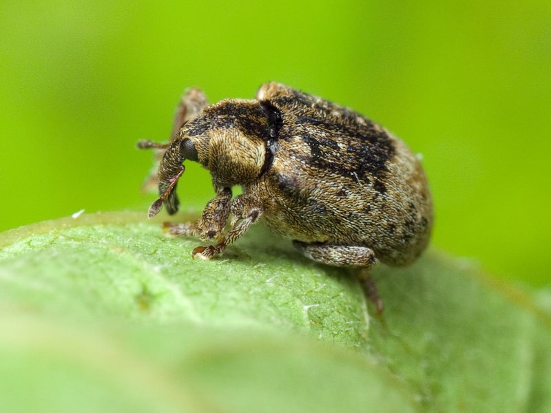 Stereonychus fraxini (De Geer, 1775)